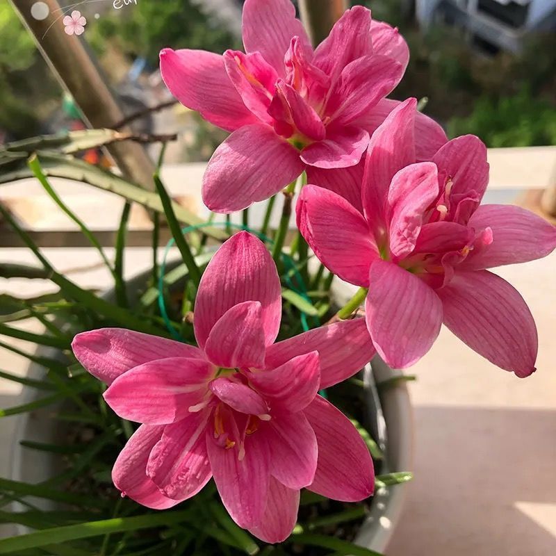 四季开花重瓣风雨兰种球风雨花葱兰韭兰庭院阳台盆栽花卉耐热