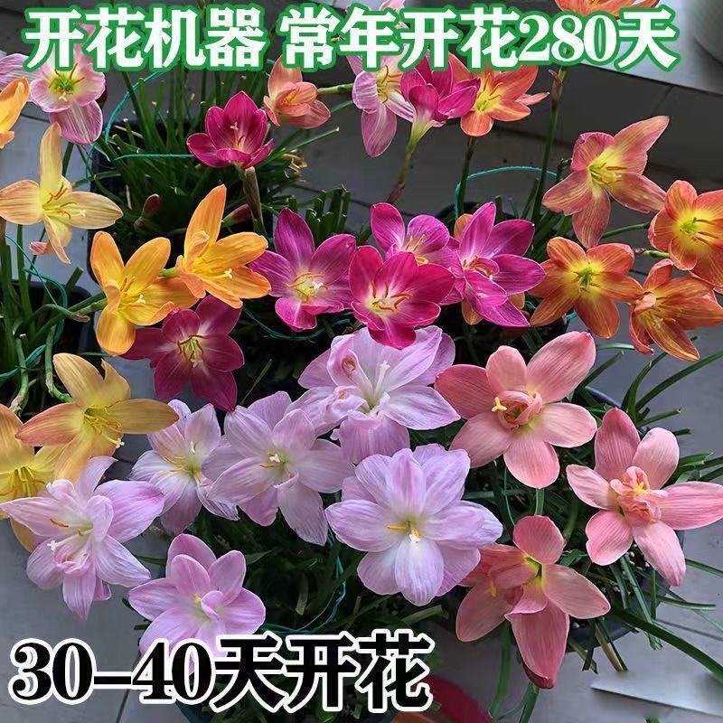 四季开花重瓣风雨兰种球风雨花葱兰韭兰庭院阳台盆栽花卉耐热