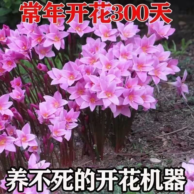 四季开花重瓣风雨兰种球风雨花葱兰韭兰庭院阳台盆栽花卉耐热