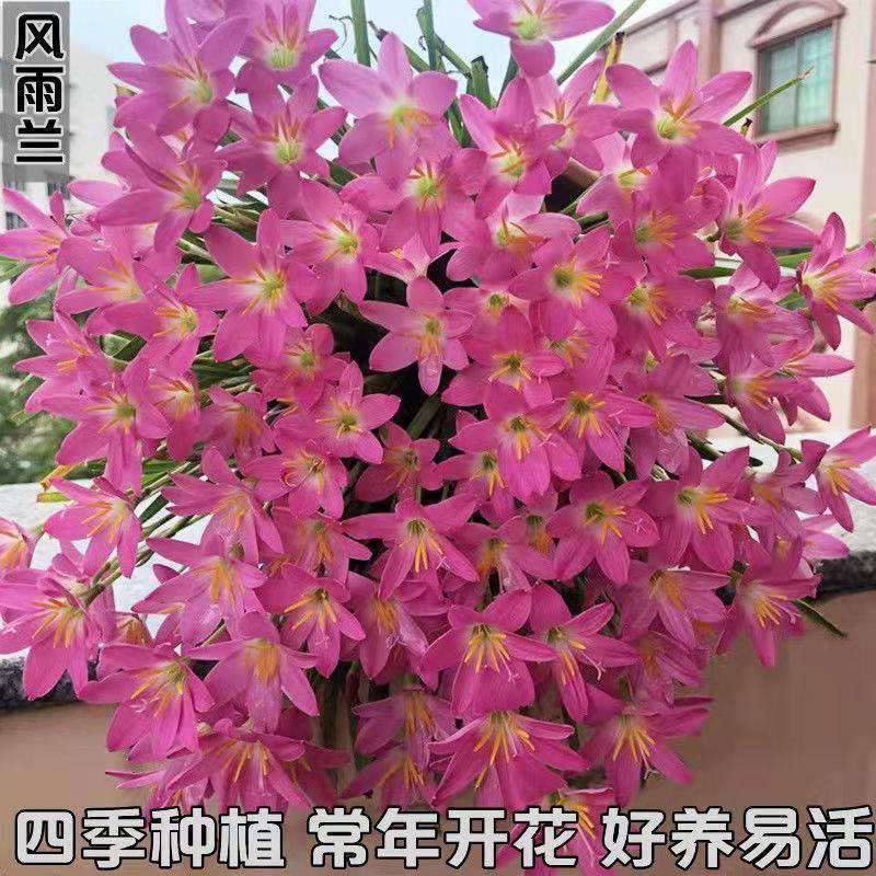 四季开花重瓣风雨兰种球风雨花葱兰韭兰庭院阳台盆栽花卉耐热