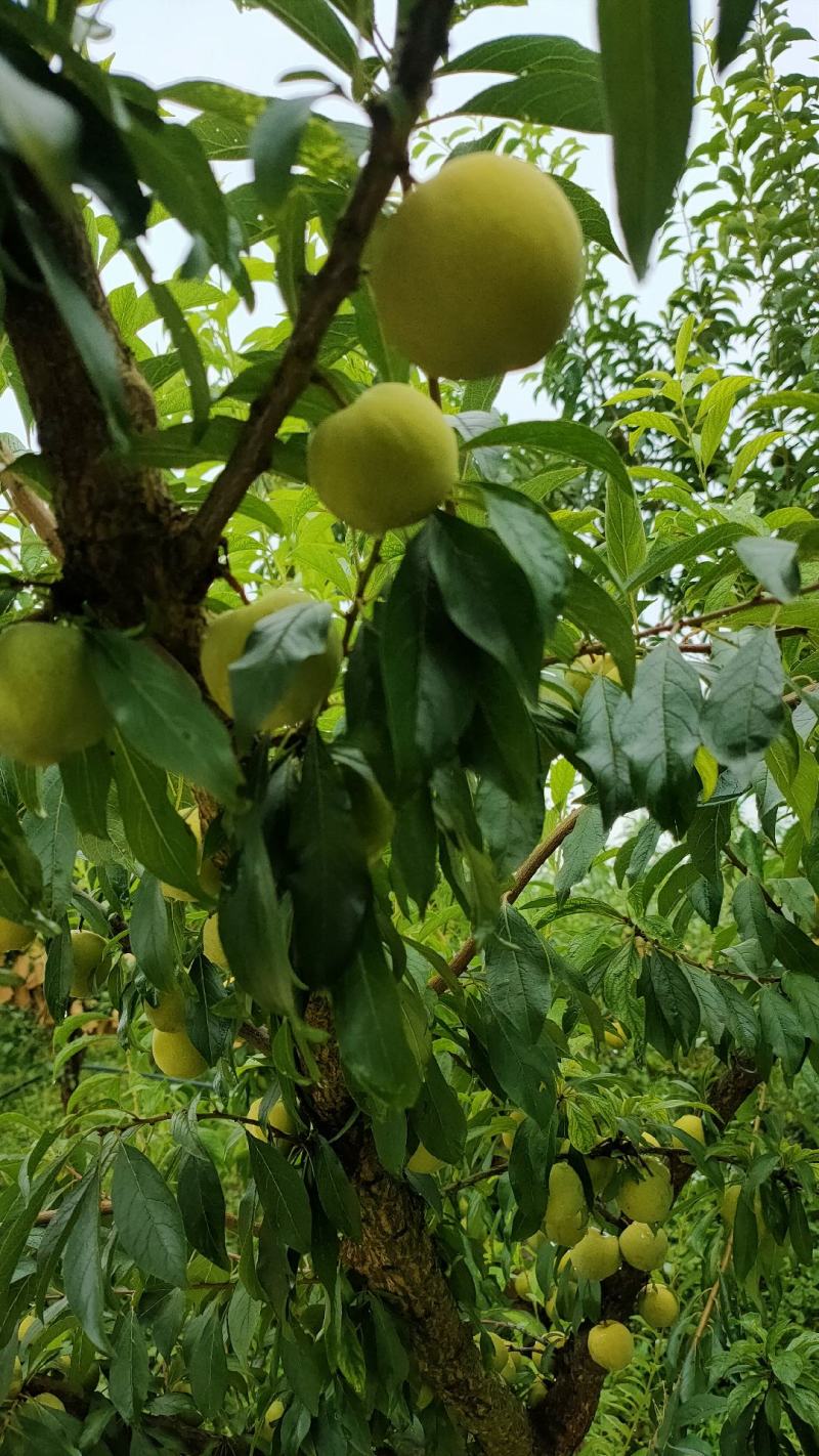 四川青脆李大量上市，大型基地。每天货量充足。
