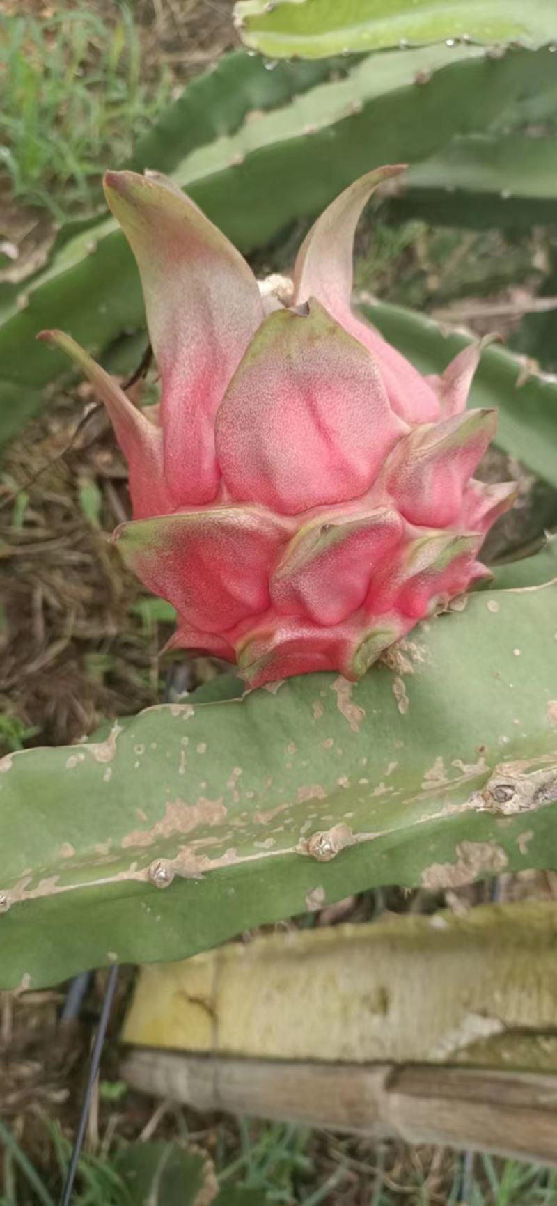 大量供应火龙果