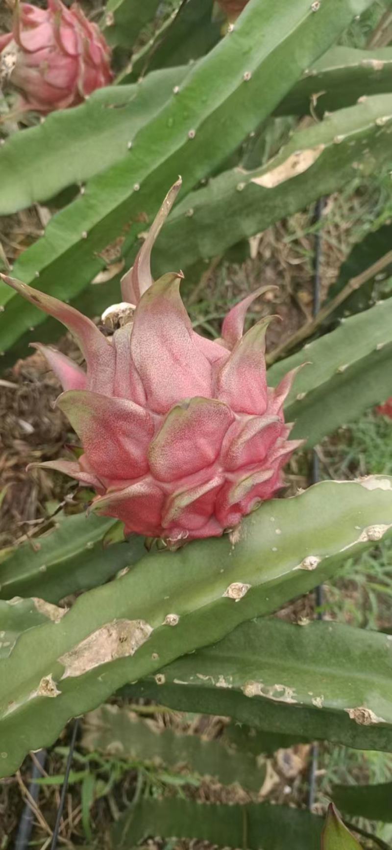 大量供应火龙果
