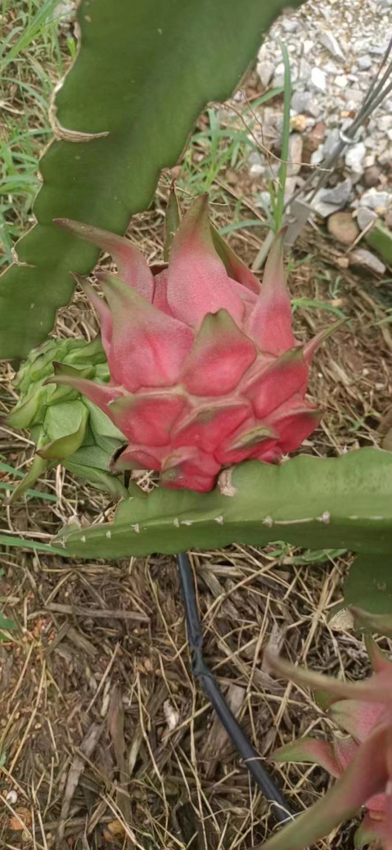 大量供应火龙果