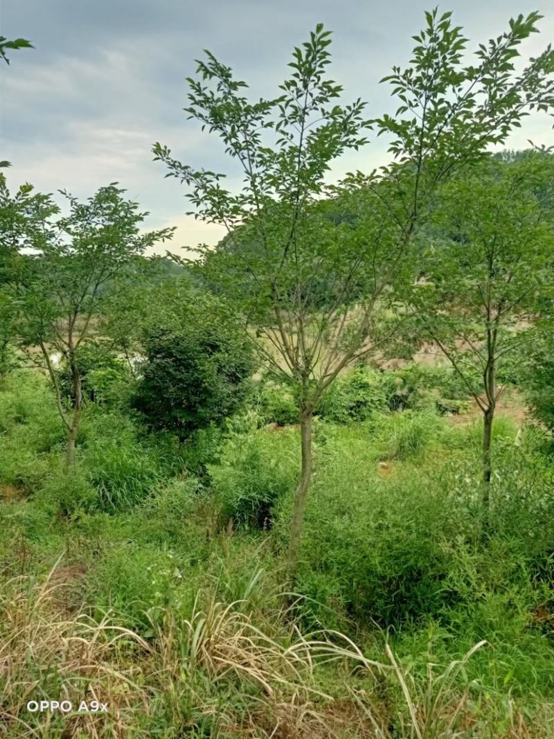 樱花树