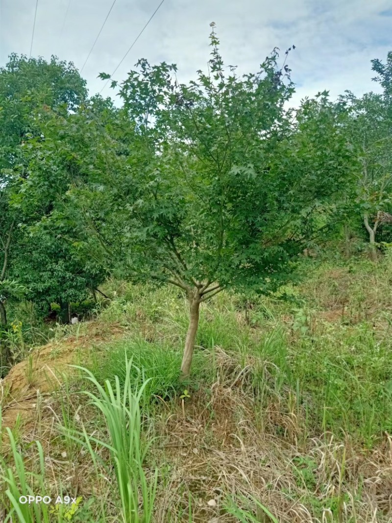 樱花树