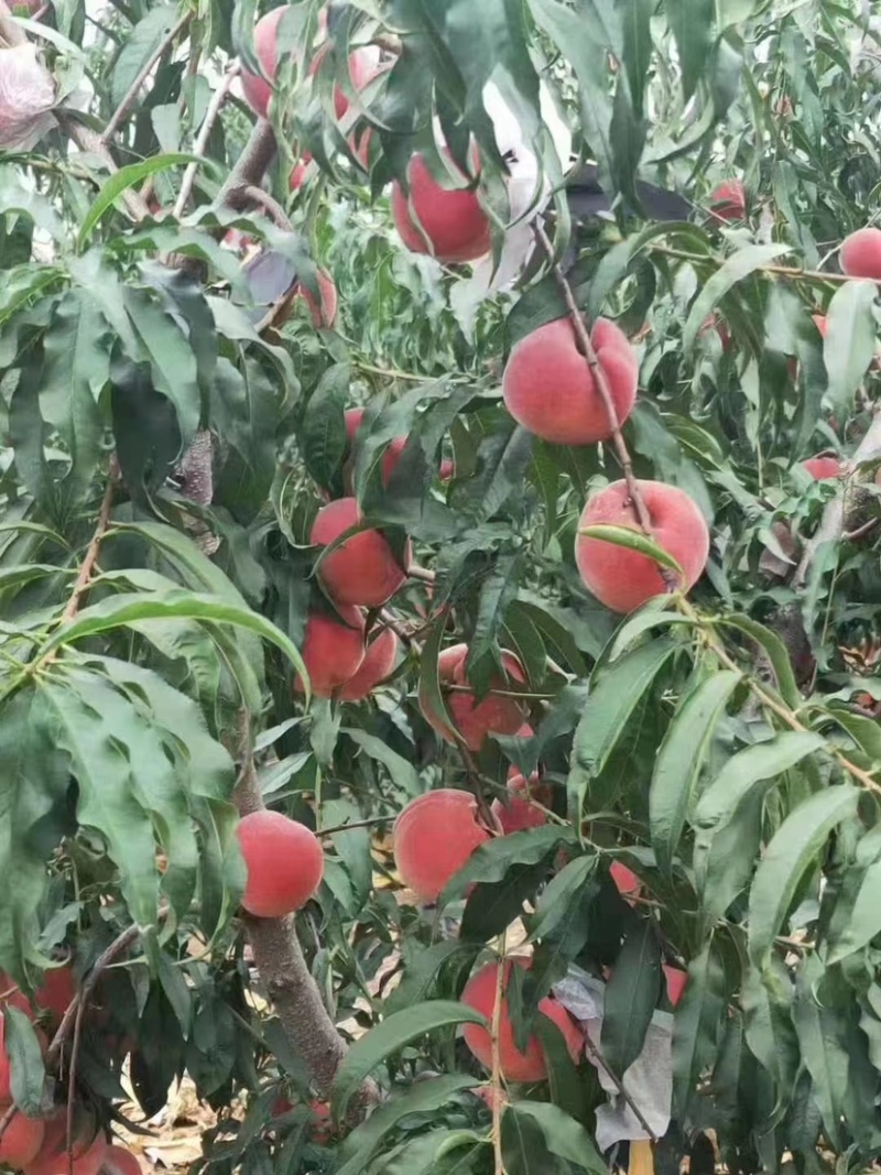 山东临沂突围毛桃大量上市，新鲜脆甜，一手货源
