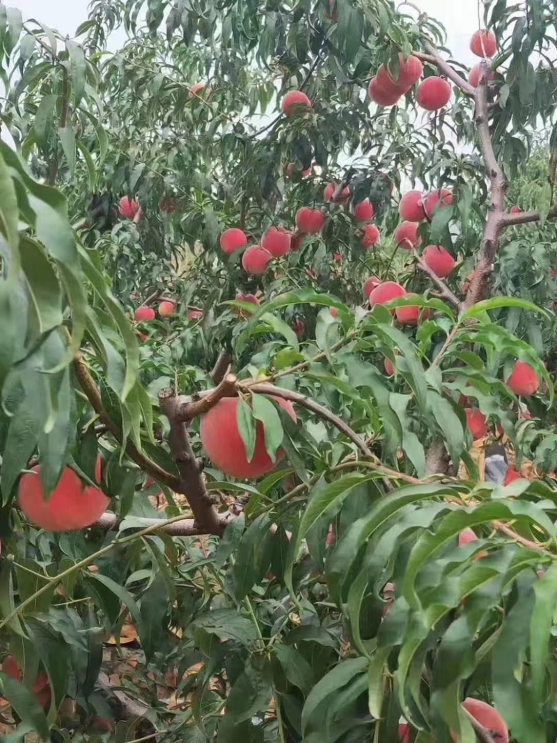 山东临沂突围毛桃大量上市，新鲜脆甜，一手货源