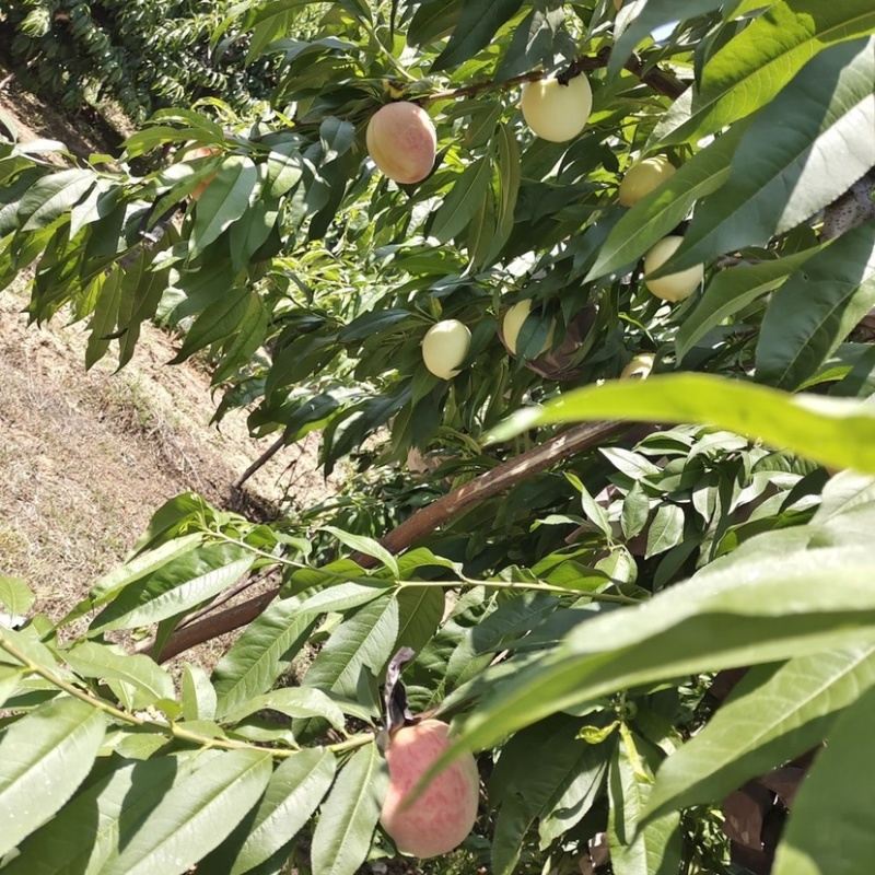 山东临沂突围毛桃大量上市，新鲜脆甜，一手货源