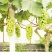 醉金香乒乓葡萄大量上市有需要的老板请联系，
