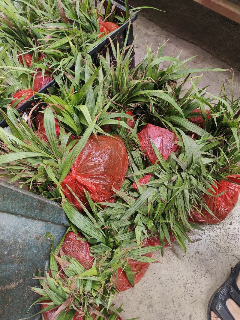 白芨苗