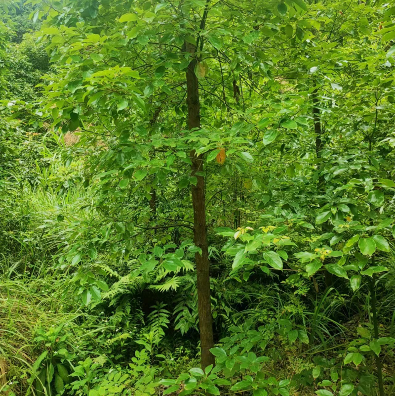 小叶樟八公分