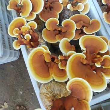 灵芝花，灵芝金边