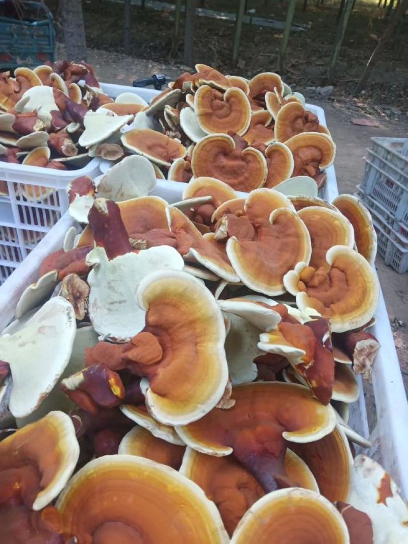 灵芝花，灵芝金边