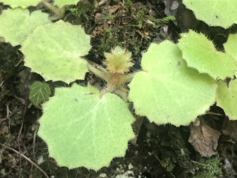 卵心叶虎耳草各种虎耳草苗