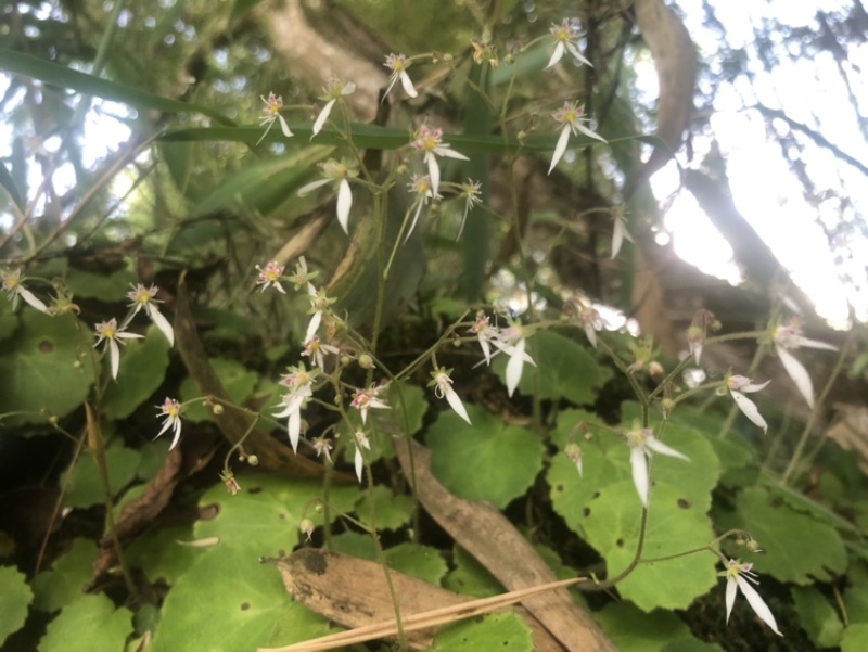 卵心叶虎耳草各种虎耳草苗