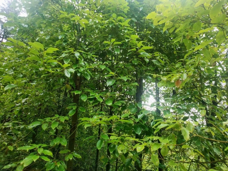 小叶樟八公分