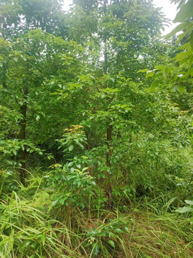 小叶樟八公分