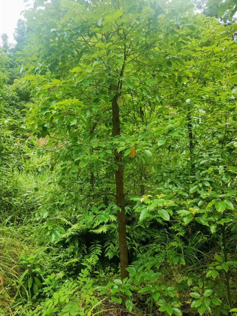 小叶樟八公分