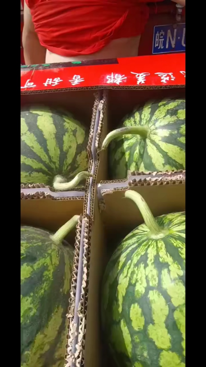 周口太康，美都西瓜大量上市，价格便宜，欢迎定购