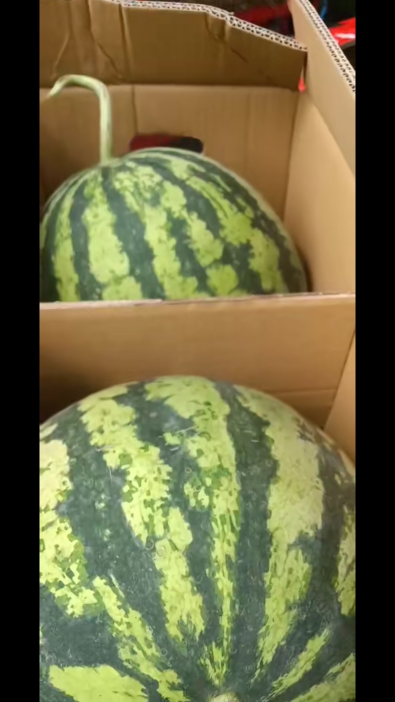周口太康，美都西瓜大量上市，价格便宜，欢迎定购