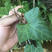 中华常春藤上树蜈蚣三角藤爬树藤20公分长