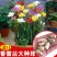 重瓣香雪兰小苍兰四季阳台盆栽晚香玉种子室内庭院多年生花卉