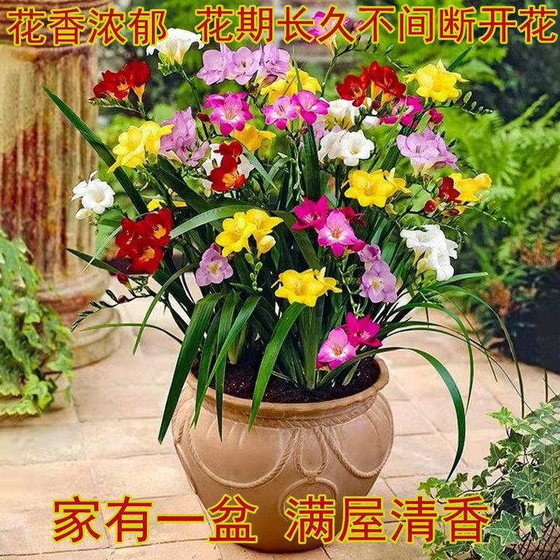 重瓣香雪兰小苍兰四季阳台盆栽晚香玉种子室内庭院多年生花卉