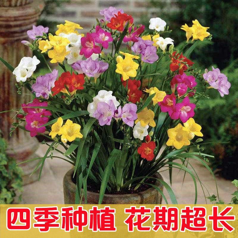 重瓣香雪兰小苍兰四季阳台盆栽晚香玉种子室内庭院多年生花卉