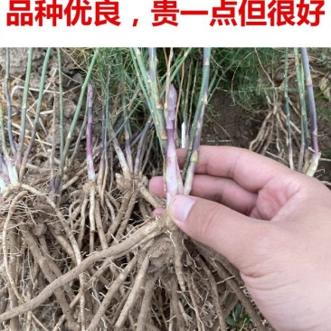 芦笋苗现挖现售成活率高抗病性强适宜四季栽培