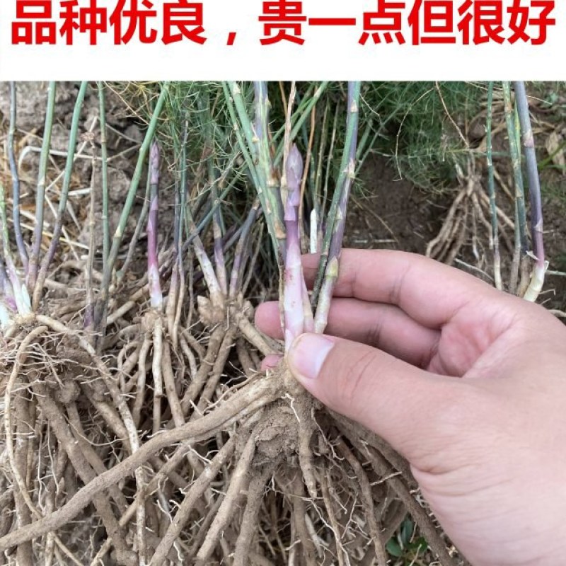 芦笋苗现挖现售成活率高抗病性强适宜四季栽培
