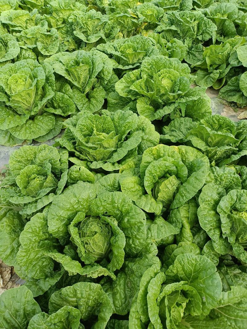 黄心白菜