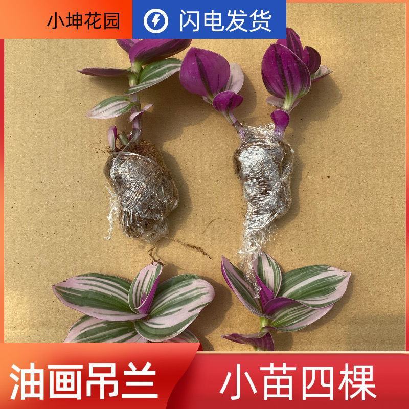 油画婚礼懒人花新品吊兰好养活易爆盆多肉植物花卉盆栽室内
