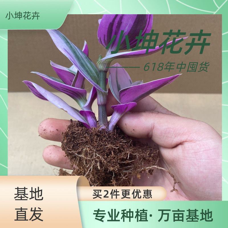油画婚礼懒人花新品吊兰好养活易爆盆多肉植物花卉盆栽室内