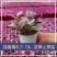 油画婚礼懒人花新品吊兰好养活易爆盆多肉植物花卉盆栽室内