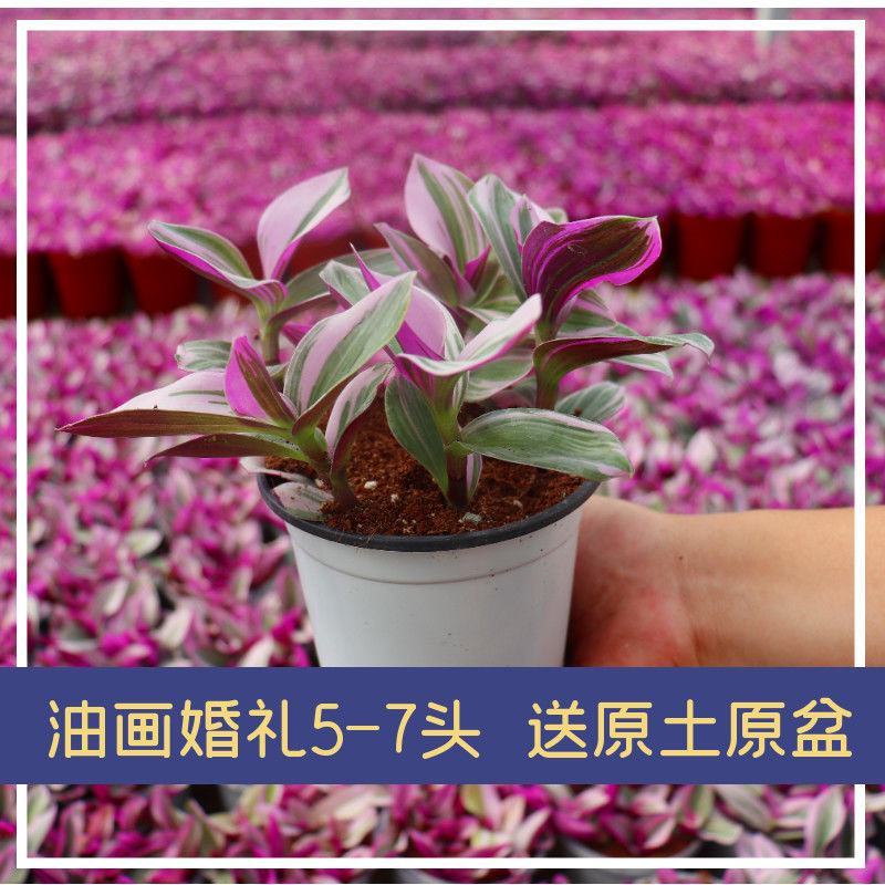 油画婚礼懒人花新品吊兰好养活易爆盆多肉植物花卉盆栽室内