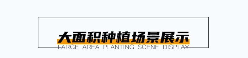 大滨菊种子大白菊西洋滨菊多年生宿根花卉花草种子