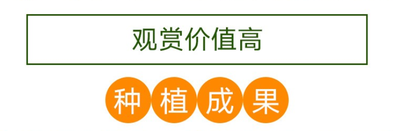 大滨菊种子大白菊西洋滨菊多年生宿根花卉花草种子