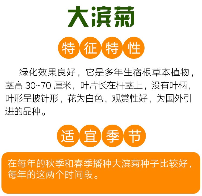 大滨菊种子大白菊西洋滨菊多年生宿根花卉花草种子
