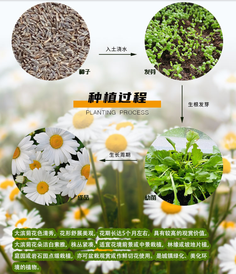 大滨菊种子大白菊西洋滨菊多年生宿根花卉花草种子