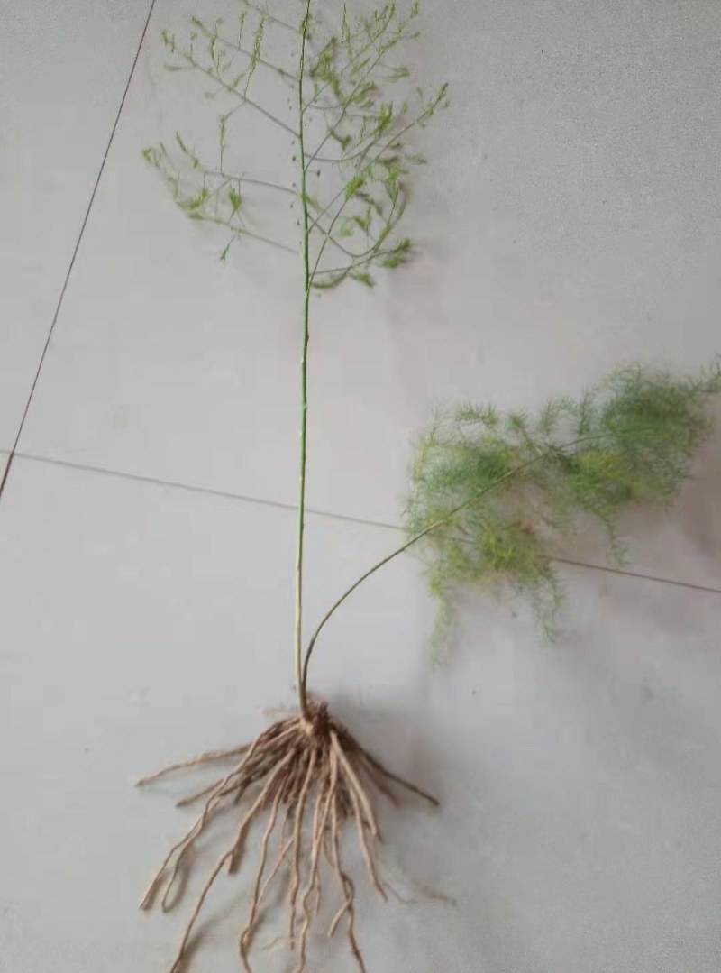 芦笋苗现挖现售成活率高抗病性强适宜四季栽培