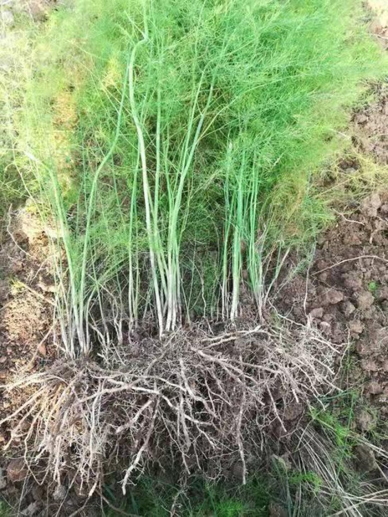 芦笋苗现挖现售成活率高抗病性强适宜四季栽培
