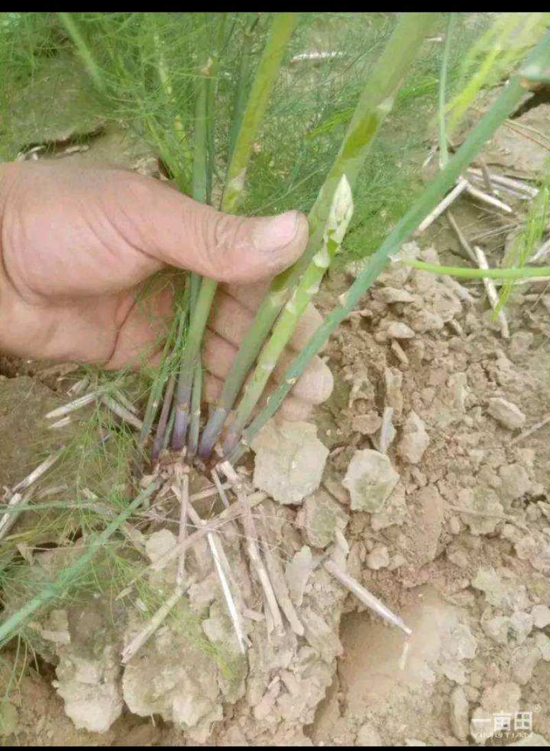 芦笋苗现挖现售成活率高抗病性强适宜四季栽培