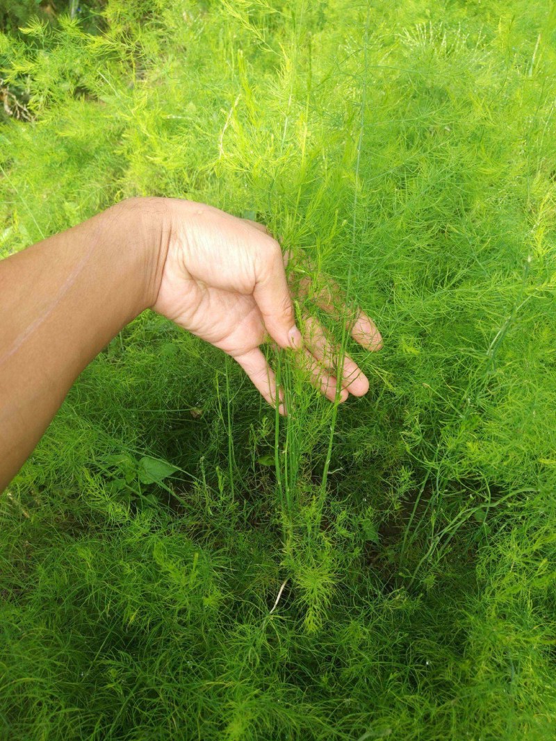 芦笋苗现挖现售成活率高抗病性强适宜四季栽培
