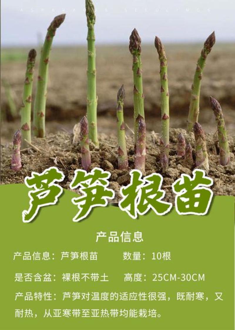 芦笋苗现挖现售成活率高抗病性强适宜四季栽培