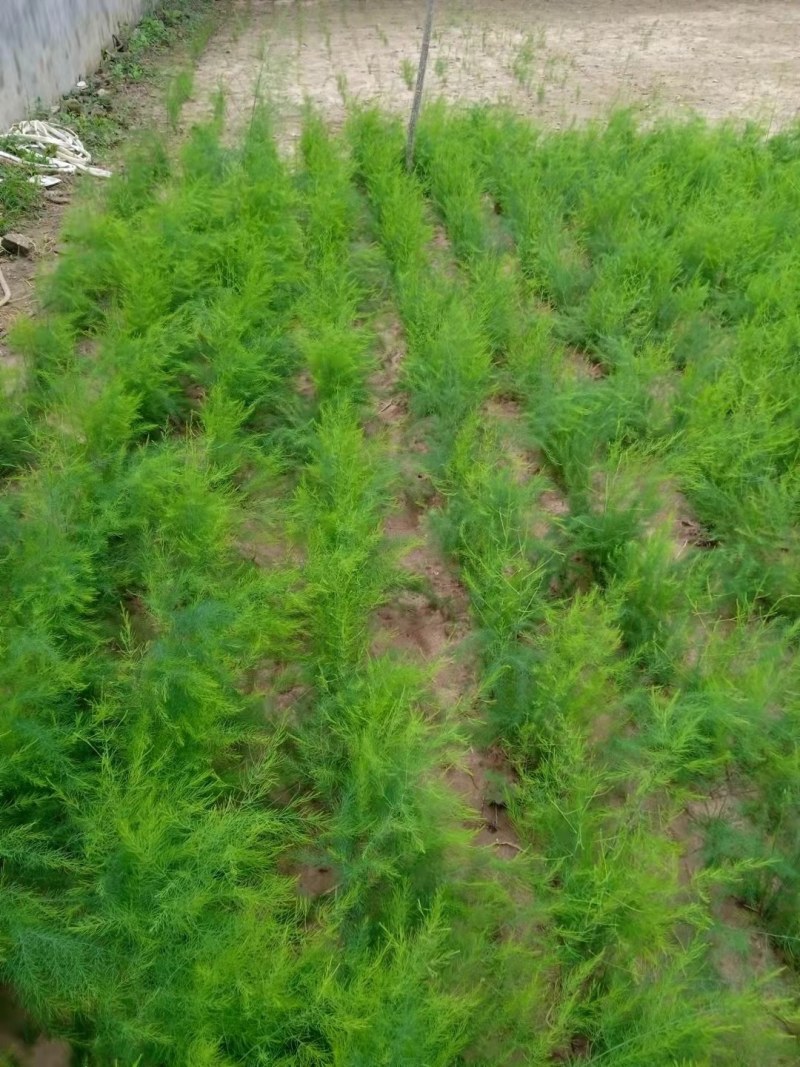 芦笋苗现挖现售成活率高抗病性强适宜四季栽培