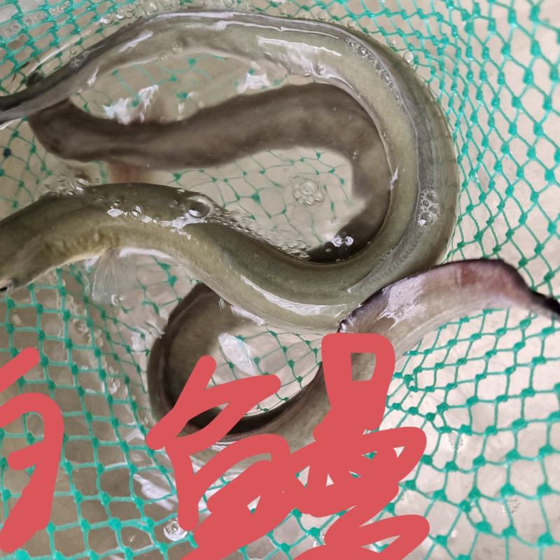 各种杂鱼，价格面谈