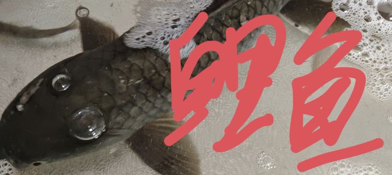 各种杂鱼，价格面谈
