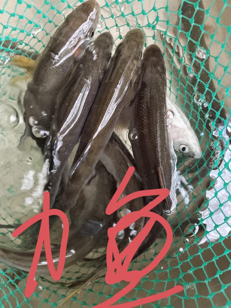 各种杂鱼，价格面谈