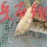 各种杂鱼，价格面谈